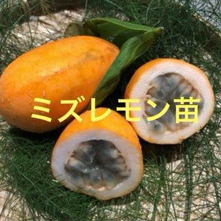 希少　ミズレモン苗　抜き苗2本(その他)