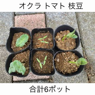 夏野菜の苗 6ポット