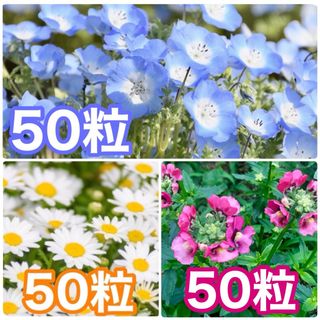 花の種　ネモフィラ　ノースポール　ネメシア(その他)