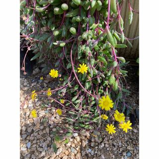 2 多肉植物　ルビーネックレス　箱に沢山