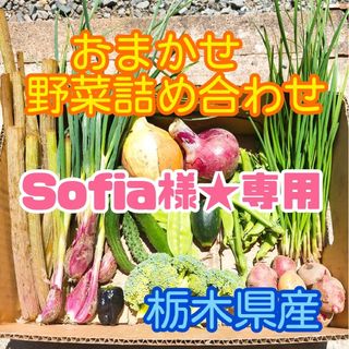 【Sofia様★専用】Special★BOX❗(野菜)