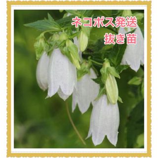 ☆ネコポス☆ 【ポット抜き苗】ホタルブクロ　白花 ☆ 涼しげなお庭に(その他)