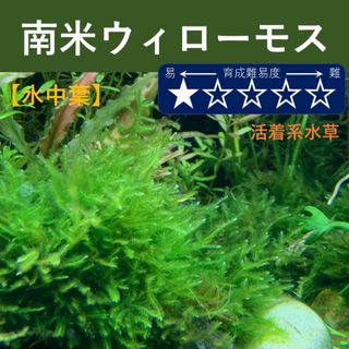 南米ウィローモス　水中葉　無農薬　アクアリウム(アクアリウム)