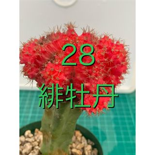 28 緋牡丹　鉢付　Gymnocalycium mihanovichii(プランター)