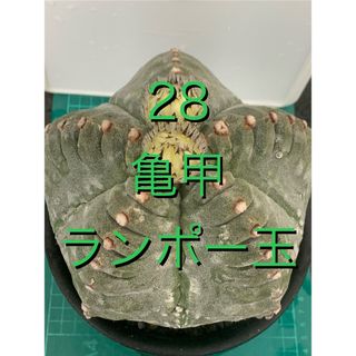 28 亀甲ランポー　袖台付　鉢付　Astrophytum myriostigma(プランター)