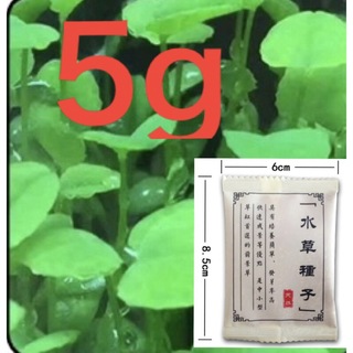 アクアリウム 水草 水草の種　ハート型 葉 中景草　5g(アクアリウム)
