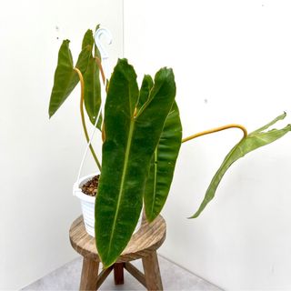 フィロデンドロン　ビレッティア　1【現品】☆希少☆ 観葉植物 ハンギング(その他)