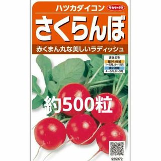 未開封＜野菜種＞約500粒　ハツカダイコン　さくらんぼ　二十日大根　ラディッシュ(プランター)