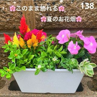 138☆このまま飾れる☆真夏のお花畑☆癒しの寄せ植え　花☆超初心者様向け☆(プランター)