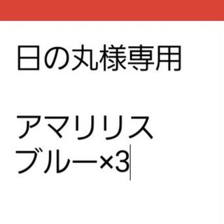 ゆうパケット　アマリリス☆ブルー☆種子8粒