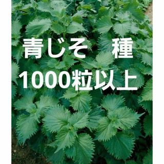 ＜野菜の種＞1000粒以上　青シソ　青じそ　2.5ｍｌ　紫蘇　大葉