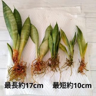 サンスベリア　根付き5株　最長約17cm 　最短約10cm　インテリア　観葉植物(その他)