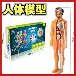 人体模型 知育玩具　パズル　解剖  教育 教材　骨格 フィギュア モデル人形