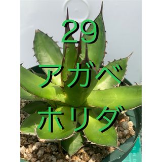 29 アガベ ホリダ　鉢付　Agave horrida(プランター)