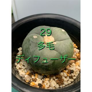 29 ロフォフォラ 多毛ディフューサ Lophophora diffusa(プランター)