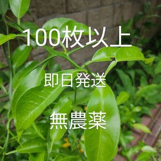 ゆずの葉 100枚以上 枝付き 無農薬 アゲハ蝶餌 即日発送(その他)