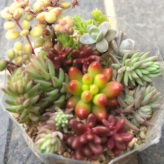 多肉植物 カット苗 ミニ寄せ植え