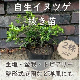 生垣やトピアリー仕立てに★イヌツゲ 抜き苗2株セット 日本の風土に合い育てやすい(その他)