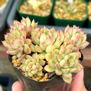 多肉植物　抜き苗　メビナ　7.5cmポット(その他)