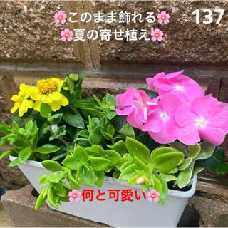 137☆このまま飾れる☆真夏のお花畑☆癒しの寄せ植え　花☆超初心者様向け☆(プランター)