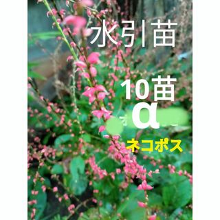 水引草　10苗α　ネコポス(リース)