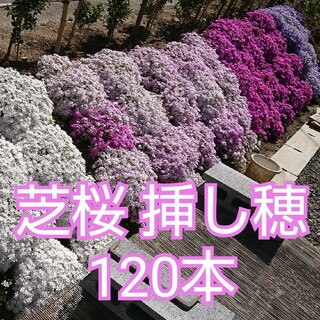 芝桜 挿し穂 120本(その他)