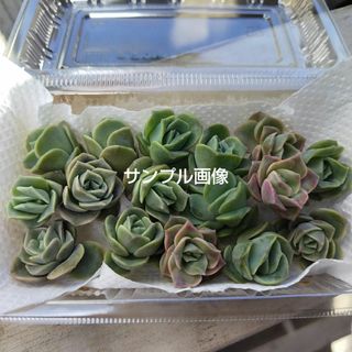 多肉植物　ラブリーローズカット苗