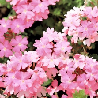 【売切次第終了！】宿根バーベナ☆セレニティピンク 花の種 約20粒！(プランター)