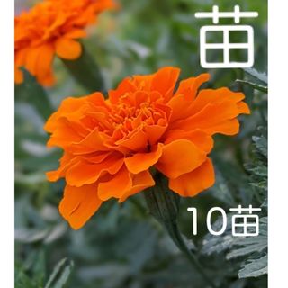 マリーゴールド　花苗　10苗　☆色あざやかで美しい、やや大輪の花☆(プランター)