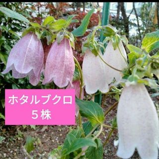 白花ホタルブクロ苗5株（宿根草）