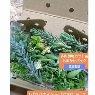 多肉植物　カット苗　おまかせパック　ポイント消化　匿名配送