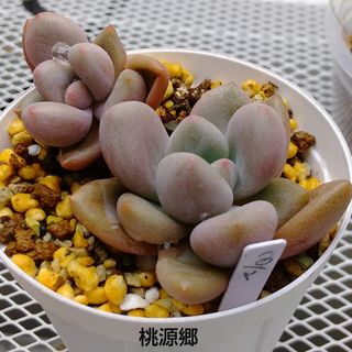 多肉植物　桃源郷　２頭　♡ぷくぷく♡　６cmポット　抜き苗(その他)