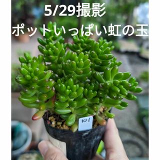 101♥ポットいっぱい虹の玉♥　根あり　多肉植物(ドライフラワー)