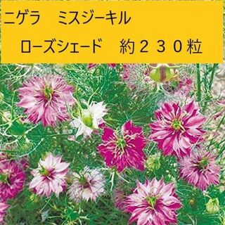 【花の種】ニゲラ　ミスジーキル　ローズシェード　1.25ｍｌ　約２３０粒(プランター)
