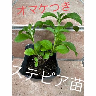 ステビア苗　おまけつき(その他)