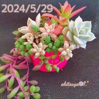 白牡丹 多肉植物 ❤ちまちま寄せ植え 根付き 抜き苗 パープルヘイズ  セダム(その他)