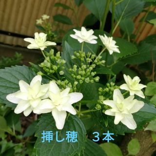 アジサイ隅田の花火　挿し穂３本