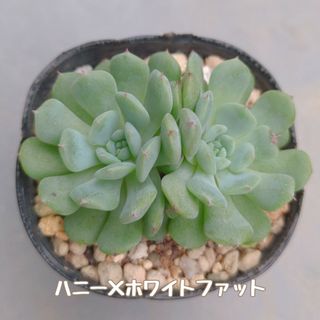 多肉植物　ハニー×ホワイトファット　カット苗