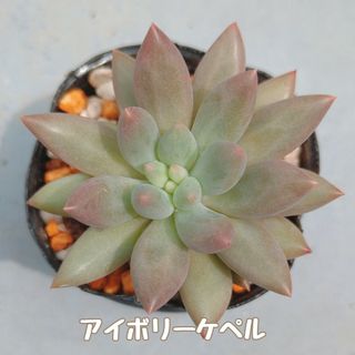 多肉植物　アイボリーケペル　抜き苗