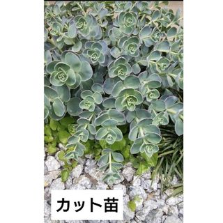 【カット苗】多肉植物　ミセバヤ　６本