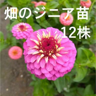 【ネコポス】増量中12株 ジニア ポンポン百日草 畑堀り抜き苗草丈５〜10cm(その他)