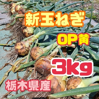 【数量限定】栃木県産　新玉ねぎ【OP黄】約3kg