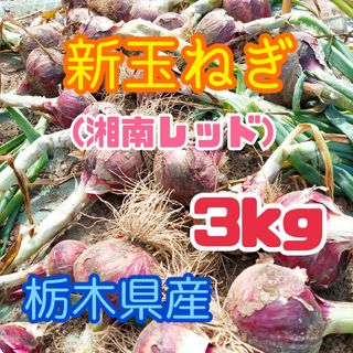 【数量限定】栃木県産　新玉ねぎ【湘南レッド】約3kg(野菜)