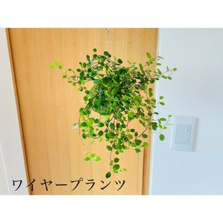 ワイヤープランツの苔玉(置物)