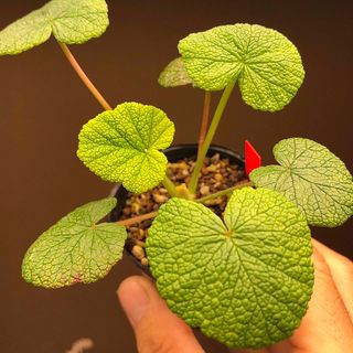 ビビッドな葉色！　コチレドニス　ペラルゴニウム　常緑　多肉植物　塊根植物