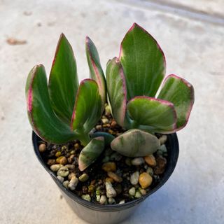 ③ 花月錦 多肉植物 カランコエ(その他)