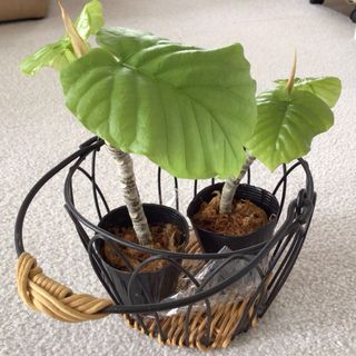 観葉植物ウンベラータポット苗2本(その他)