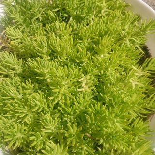 多肉植物  カット苗   ゴールドビューティ(その他)