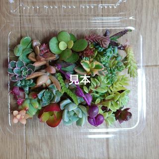 多肉植物  カット苗  MIXセット(8種類以上)