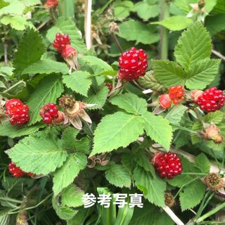 ⭐️草苺苗1株(小)⭐️美味しい木苺抜き苗　ラズベリー苗木ワイルドベリー木イチゴ(その他)